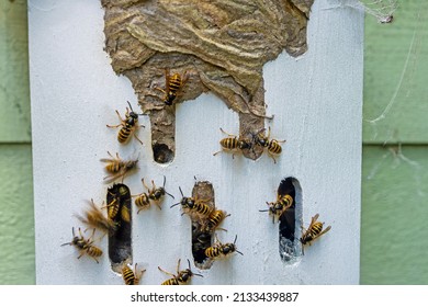 A Close Up Of Wasps Swarming Outside Their Nest In A Pre Built Home For Critters, Gloucestershire, UK