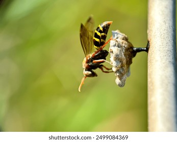 Close up wasps, wasps that are making nests