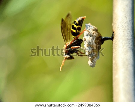 Close up wasps, wasps that are making nests