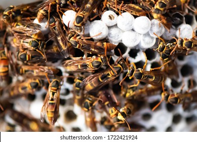 Close Up Of Wasps In Their Hive.