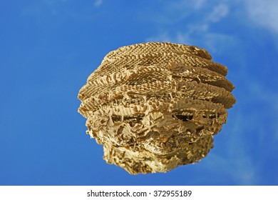 Close Up Of A Wasps', Vespula Vulgaris, Nest Also Known As Common Wasp And European Wasp With A Blue Sky Background, Gloucestershire, UK