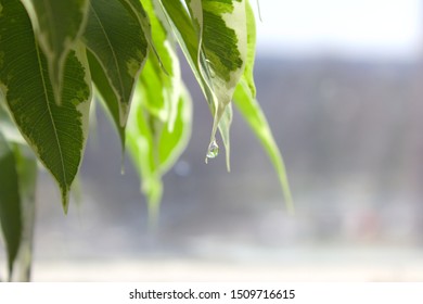 Close Up Of Water Dripping Off Of A Leaf.