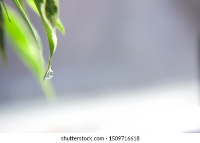 Close Up Of Water Dripping Off Of A Leaf.