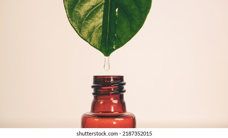 Close up water drop falling from fresh green leaf into bottle , organic biological extraction for cosmetics, aromatherapy and essential oil concept , retro vintage color tone - Shutterstock ID 2187352015