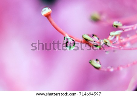 Similar – Blüte mit Tröpfchen Leben