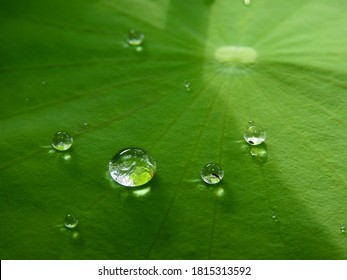 close up water drops on green lotus leaf texture
