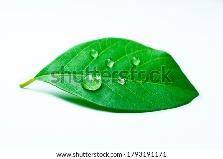 Close up of water drops on green leave and white background.