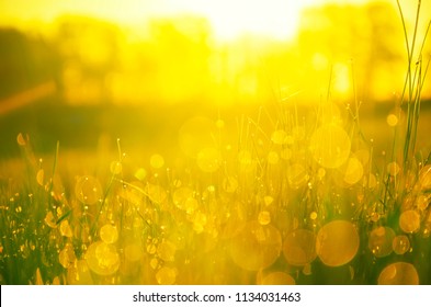 Close up of water drops reflection in fresh green grass illuminated by golden warm light of rising sun.Forest lawn.Beautiful scene for spring or summer sunny background.
