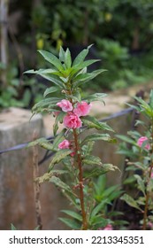 Close Up Of Water Henna Plant With Pink Flowers