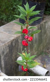 Close Up Of Water Henna Plant With Red Flowers In The Garden