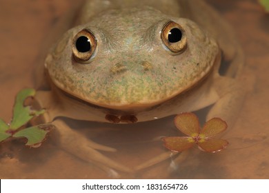 Close Up Of Water Holding Frog  