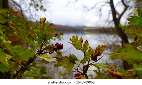 Close up of water on berries in Autum                  