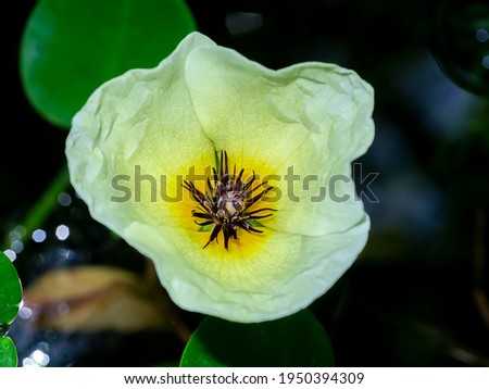 Similar – Image, Stock Photo Poppy blossom in a cereal field