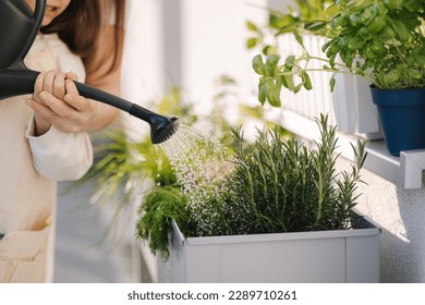 Close up of watering the plants from a watering can. Girls watering rosemary and other plants on balcony - Powered by Shutterstock