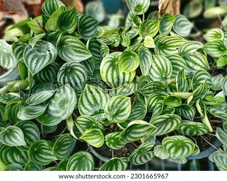 Close up watermelon peperomia, green leaves with dark green stripes.