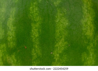 The Close Up Of Watermelon Skin