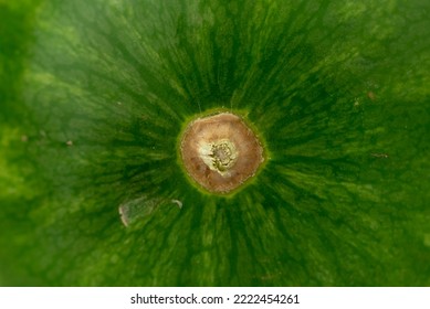 The Close Up Of Watermelon Skin