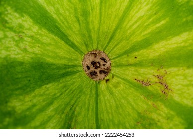 The Close Up Of Watermelon Skin