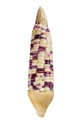 Close Up Waxy Corn On White Background