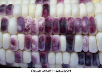 Close up of  waxy corn, the seeds color mixed between opaque white and light purple, sticky and sweet taste, rich in protein and vitamins and dietary fiber. - Shutterstock ID 2251059093