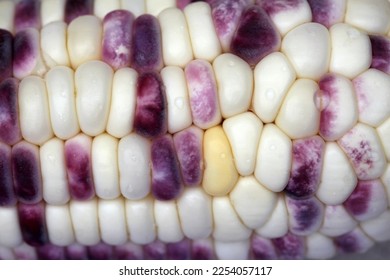 Close up of  waxy corn, the seeds color mixed between opaque white and light purple, sticky and sweet taste, rich in protein and vitamins and dietary fiber. - Shutterstock ID 2254057117