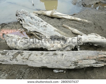 close up of weathered tree bark texture with unique wood burl and natural gnarls
