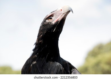 Close Up Of A Wedge Tailed Eagle