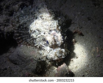 Close Up Of Weedy Stingfish (Scorpaenidae) Taken In Hong Kong Water