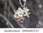 Close up of weeping silver pear tree blossom in spring