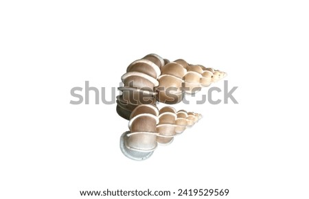 Close up Wentletrap shell isolated on white background. Seashell