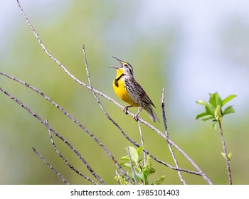 Close up of a Western Meadowlark on a branch enthusiastically singing its song, with a soft, green, forest background.