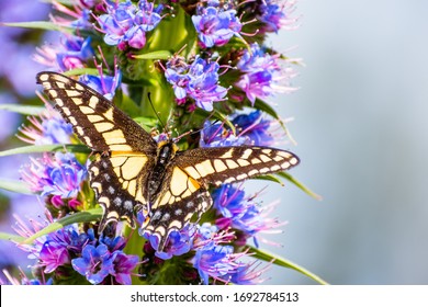 Close up of Western Tiger Swallowtail (Papilio rutulus) resting on a flower, San Francisco bay area, California