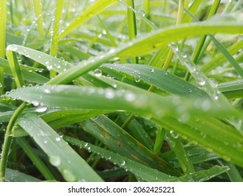 Close up of Wet grass