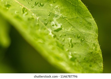 A close up of a wet leaf.