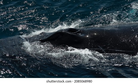 Close Up Of Whale Blow Hole In The Pacific Ocean. Boat Tour Is Great For Tourism At The Gold Coast, Queensland, Australia. 