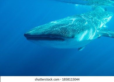 Close Up To A Whale Shark, Mexico