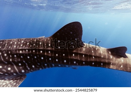 Close up of the whale shark pattern in Ningaloo Reef, Western Australia