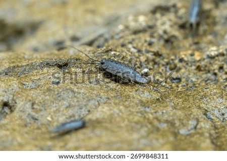 Close up of wharf roach