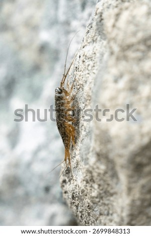 Close up of wharf roach