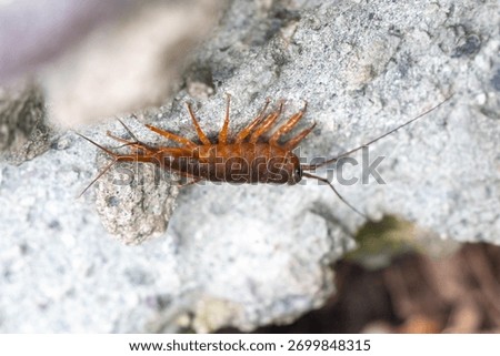 Close up of wharf roach
