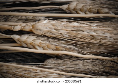 Close Up of Wheat