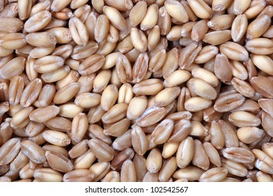 Close Up Of Wheat Berries.