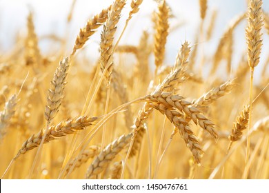 Close up of wheat ears. Field of wheat in a summer day. Harvesting period - Shutterstock ID 1450476761
