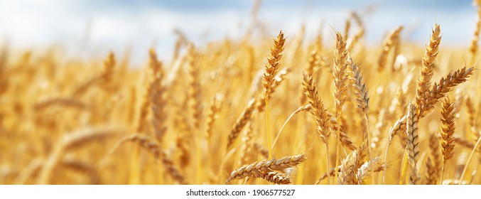 Close up of wheat ears, field of wheat in a summer day. Harvesting period - Shutterstock ID 1906577527
