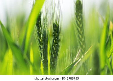 Close Up Of Wheat Feild