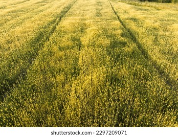 close up of wheat field