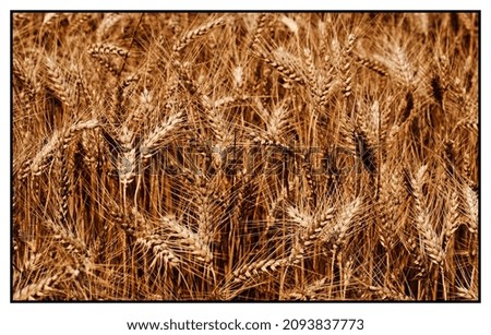 Similar – Image, Stock Photo wheat field