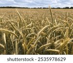 Close up of wheat field with healthy fresh ripe stems of the plant food crop growing in vast farmers landscape in rural Suffolk England uk in mid Summer  blue skies sunshine