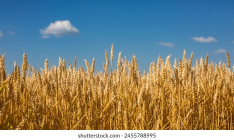 Close up of wheat. Field of ripe wheat under blue sky with clouds, harvest season. Agriculture plantation and farming concept - Powered by Shutterstock