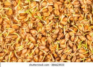 Close up of wheat germ background